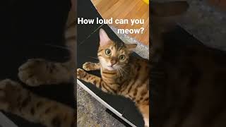 How loud can you Meow?