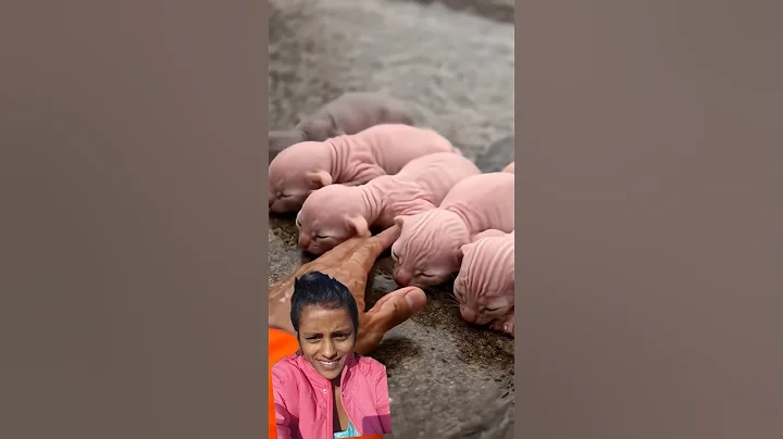 Video 11838921: sphynx kitten cute cat, kitten sphynx cute animals