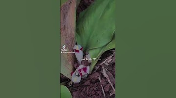 ngải đen, các loại ngải cầu tài lộc.