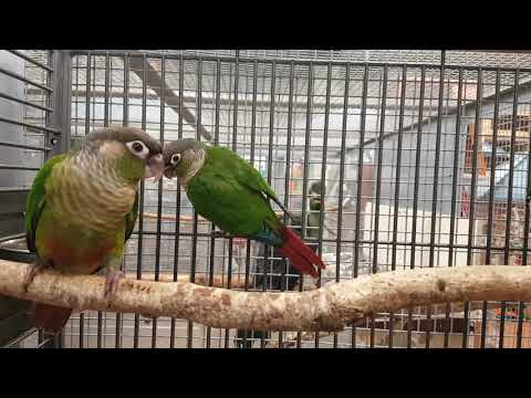 Pyrrhura Molinae ou conure à joues vertes. Elevée à la main Née en 2019 Bague 001 Pyrrhura Molinae ou conure à joues vertes. Elevée à la main Née en 2019 Bague 001