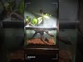 Betta Fish Tank 14/7