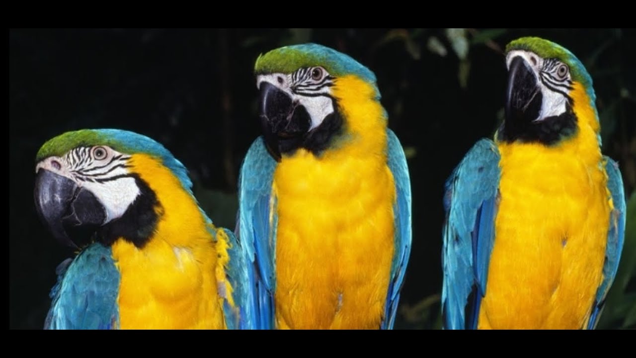 Burung parrot beo jinak YouTube