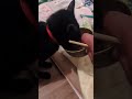 保護猫 病気 #shorts#shortsfeed #猫