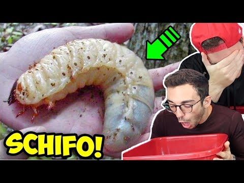 GLI INSETTI PIÚ SCHIFOSI DEL MONDO!! - Prova a NON Vomitare