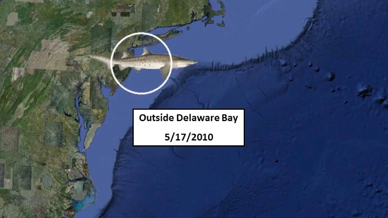 Sand Tiger Shark Movements