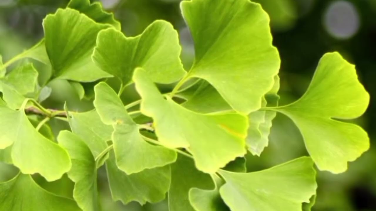 The Surprising Health Benefits of Ginkgo Biloba Leaves | Nature’s Memory-Boosting Herb