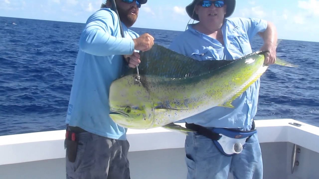 Florida Keys Dolphin Fishing 6192015 Another Big Dolphin Fish the