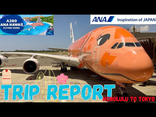 TRIP REPORT | ANA A380 'Flying Honu' | Hawaii to Japan ! - YouTube
