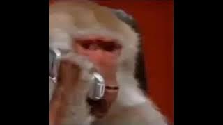 gokil pak monyet saling telponan... marah2