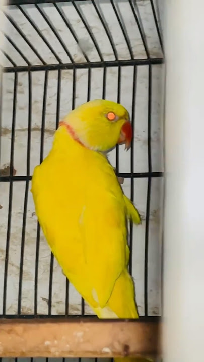 👿🥵 #anime #slowed #music #birdsvlogs #parrot #talkingparot #shortsviral #petsvlog #slowedandreverb