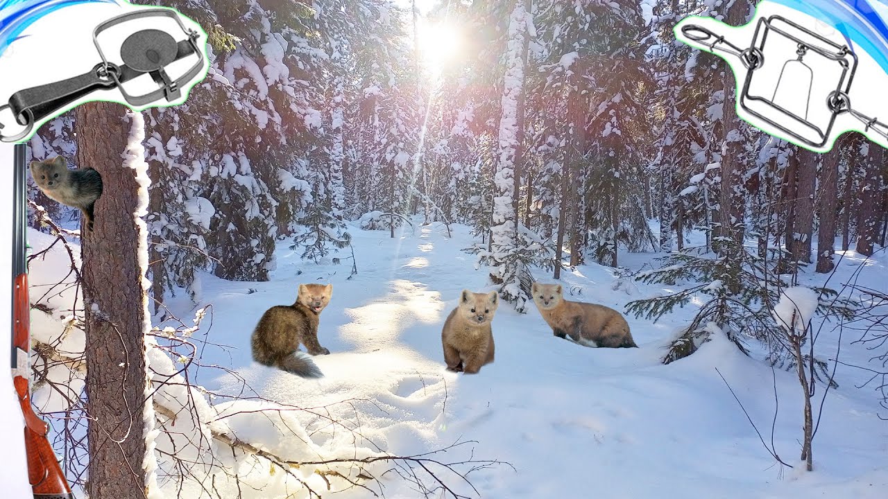 Закрытие сезона 2️⃣0️⃣2️⃣3️⃣  Охота на Соболя