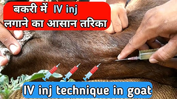 बकरी में iv inj कैसे लगाये !! iv inj technique in goat !!