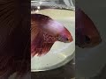 🐟 Betta Fish Secrets You Probably Didn’t Know! 🤯
