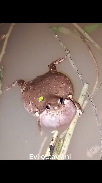 suara kodok belentung setelah hujan #shorts #suarakodok #kodokngorek