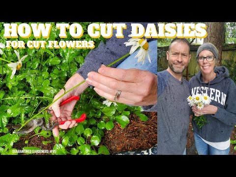 🌼 Cutting Daisies For Cut Flowers  - QG Day 85 🌼