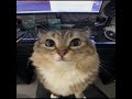 Просто анимация котик!