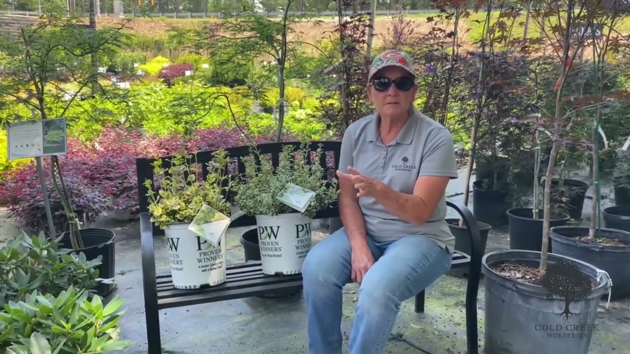 Meet the New Stars: Proven Winners Euonymus Varieties!