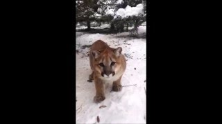 Snow, An Orphaned Cougar, Coming Over To Humans