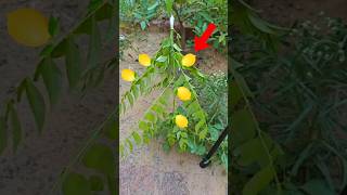 Can Neem Tree And Lemon Be Combined? 🤔 PART 2  #experiment #mrnextoo #shorts