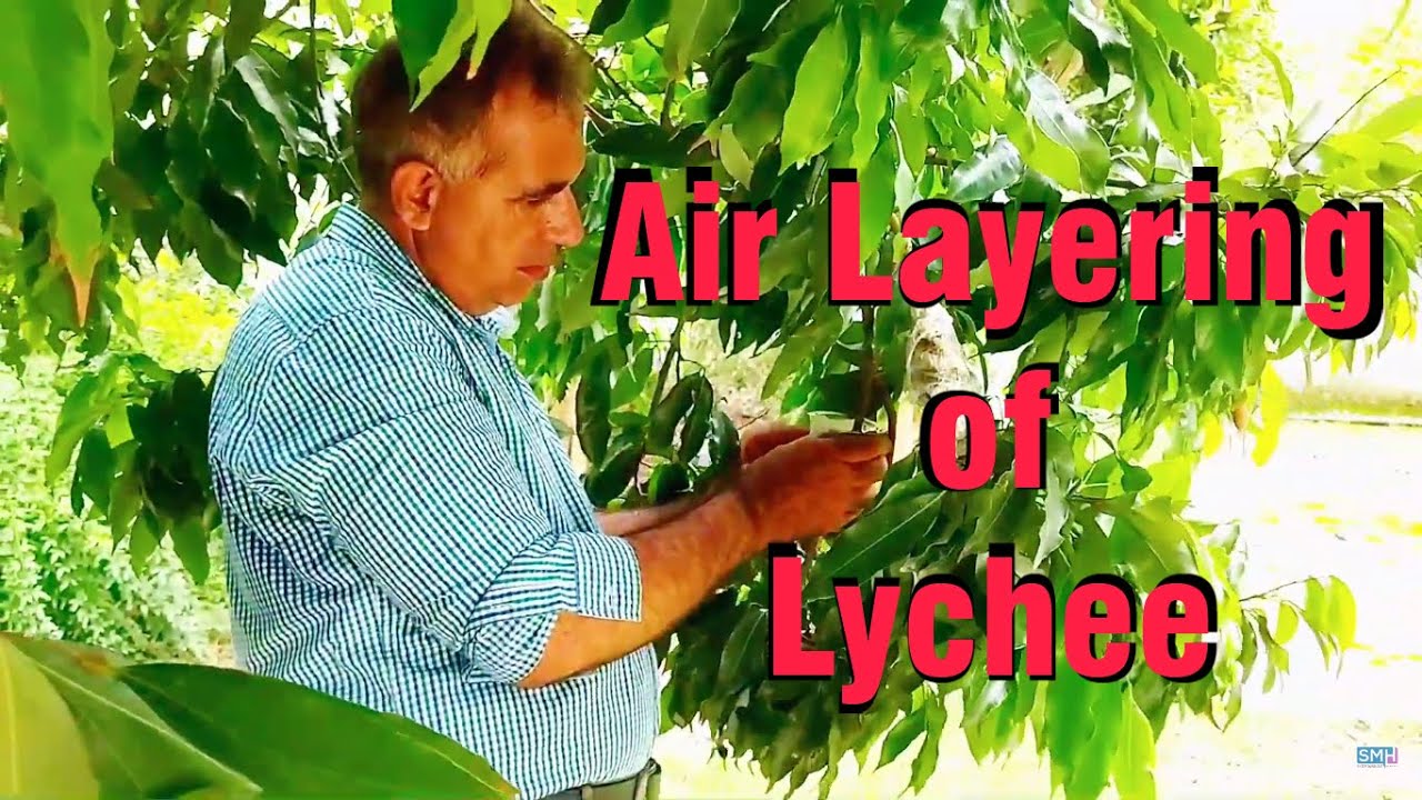 Air Layering of Lychee_PMNH YouTube