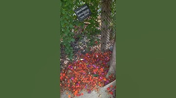 Colors of summer at IUBAT 😍 #iubat #youtubeshorts