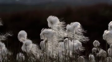 Never Alone Cultural Insights