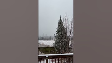 Snowflakes ❄️ #snowfall #winters #shorts #youtube #youtubeshorts #shortsvideo #canada #meherbaan