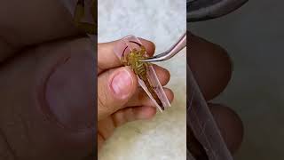 OMG 😱😱 have you seen this weird insect nail extensions #easy #extension #nails #simplenails