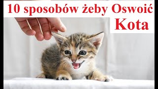 10 sposobów jak Oswoić Kota