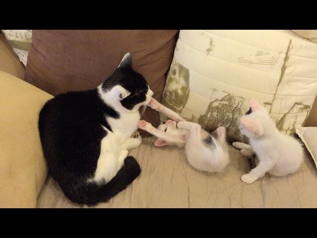 老猫「クロ」貫禄たっぷり21歳!子猫の攻撃にほぼ動じない大人っぷり