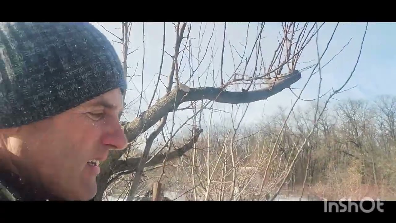 Як обрізкою правильно омолодити абрикос.