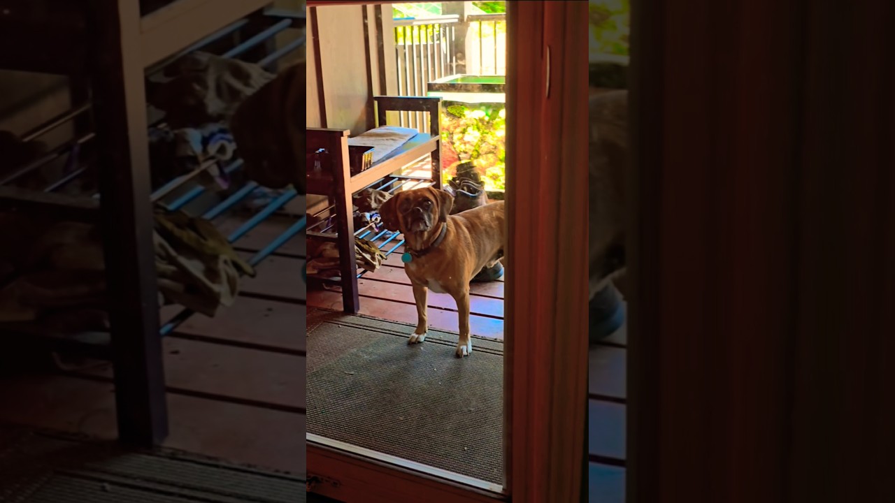 🐶 Nope Out real Quick 😆