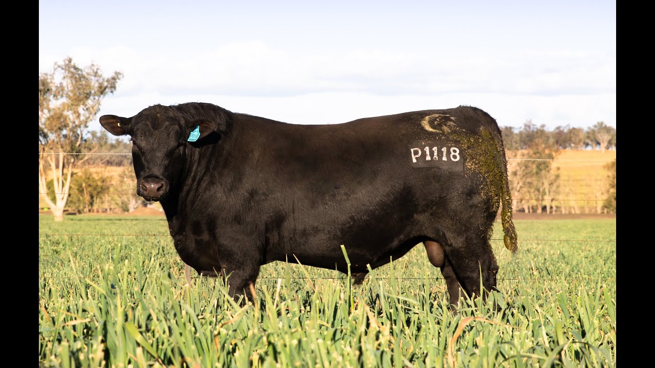 LOT 16 CLUNIE RANGE PHANTOM P1118 - YouTube