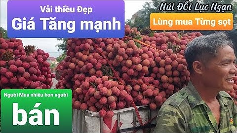 Vải Thiều Ngọt Đẹp Tăng Giá Mạnh l Vải Thiều Lục Ngạn l Núi Đồi Lục Ngạn