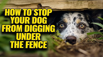 Dealing with Dogs that Dig Under Fences