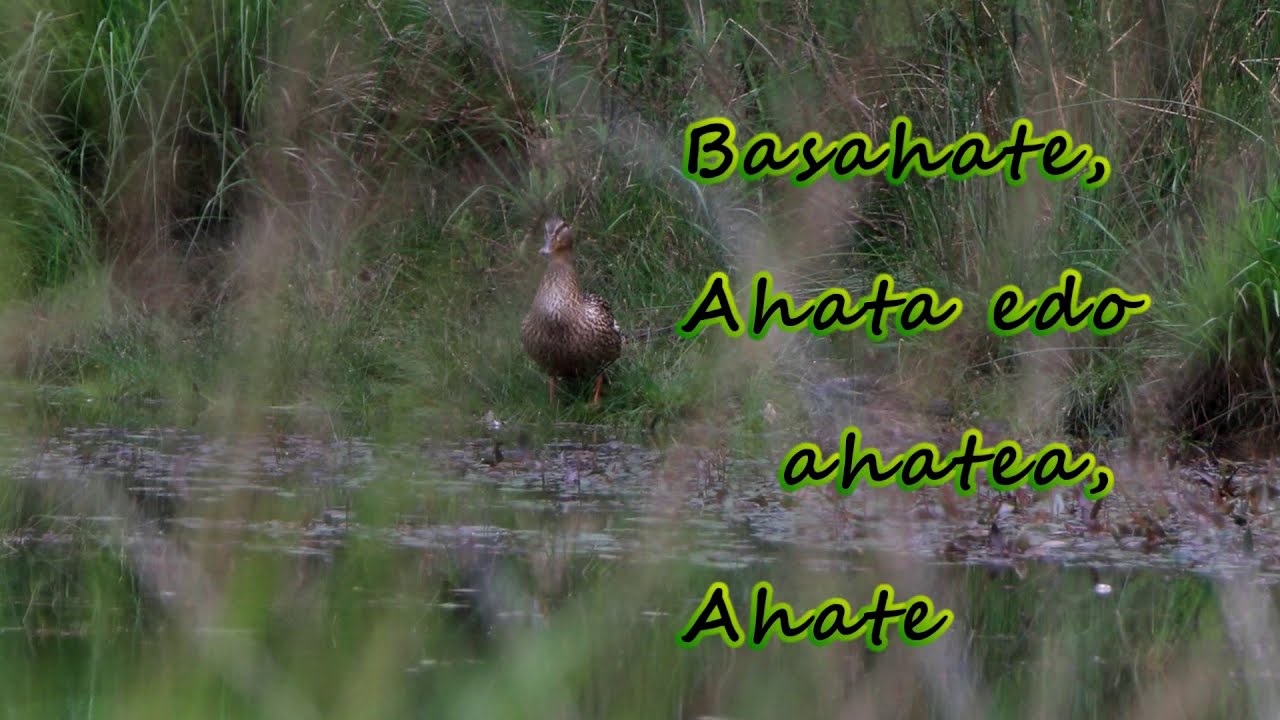 SOINUAK ETA ZARATAK (BASAHATE PUTZUAN 3) / Anas platyrhynchos _2020.05.16_  [(Azulón en la poza 3)]_