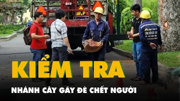 Nhánh cây bị gãy ở công viên Tao Đàn rơi từ độ cao 25m, chu vi khoảng 1,2m
