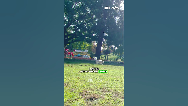 Tourists Flock to Play Fetch With This Dog!