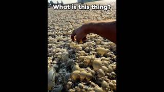 Details Methane bubbles catching Fire... Update