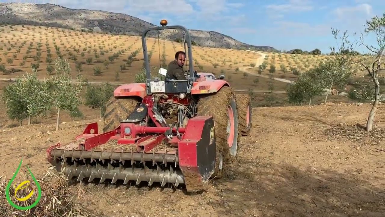 eoloe - 182 - 12/12/2025 - Picado de ramón en olivar.