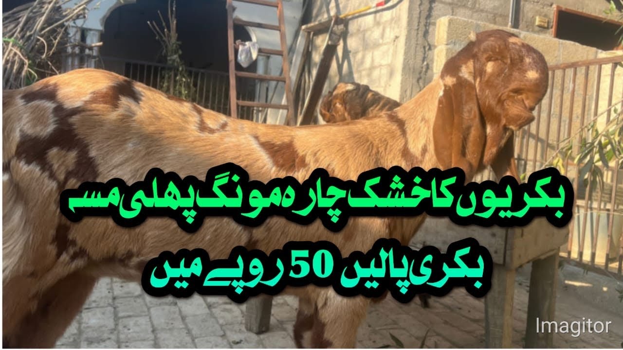 بکریوں کا خشک چارہ مونگ پھلی آ گیا