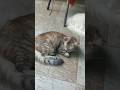 Cats & kittens are 788 & 705 & 604 & 587 & 539 & 463 & 348 & 310 & 210 & 80 & 59 & 371 & 304&202&168