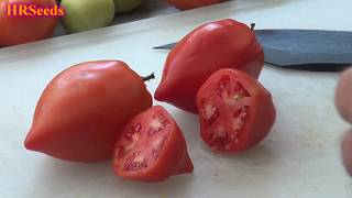 ⟹ Santa Maria Tomato | Solanum lycopersicum | Tomato Review