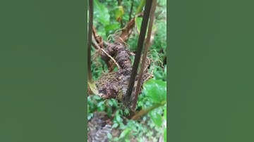 #sâm_ngọc_linh_rừng Một cụ sâm rừng tự nhiên cây nhỏ xinh hoa rất đẹp bộ rễ cực kì xinh nặng 100gam