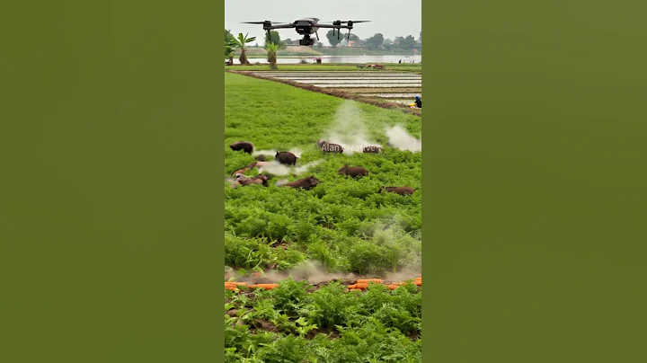 Drones will eliminate wild boars that destroy carrot crops #villagelife #smartfarming #farming101