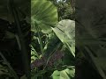 THAT WAS WAY TOO CLOSE!! | THE ISLE