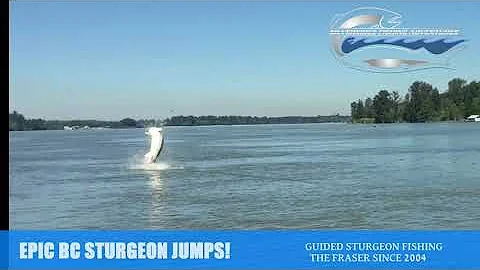 BC Sturgeon Fishing - The ultimate Jumps
