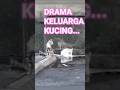 kucing malas#cat