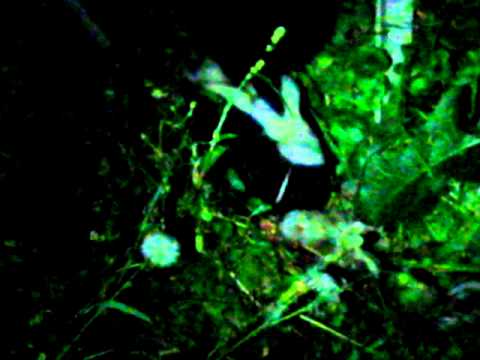 Skunk Eating Dead Rabbit - YouTube