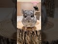 チンチラにお菓子をあげたら可愛すぎた［チンチラ癒し動画］